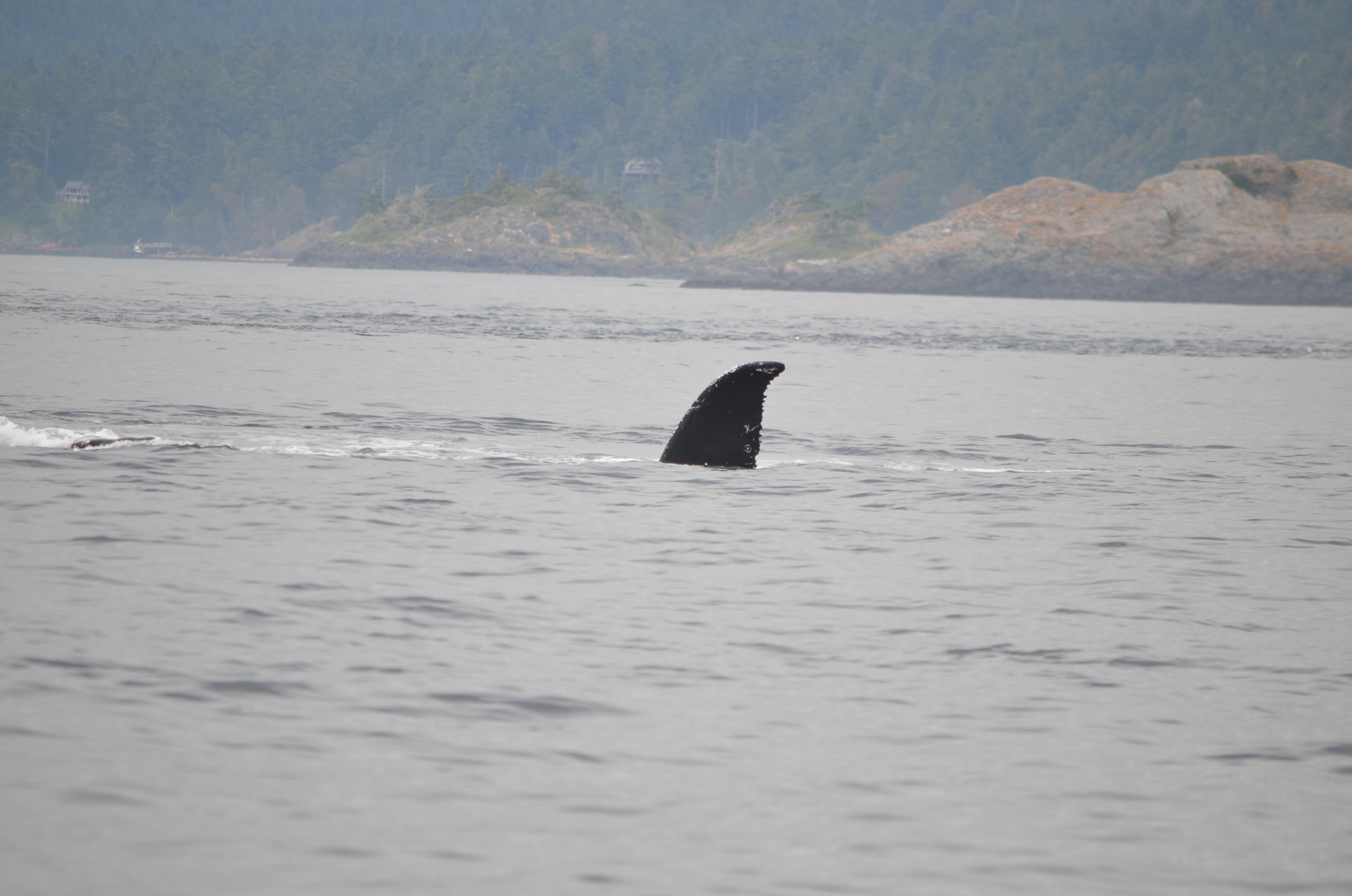 photos/wildlife/Mammal_Species/Humpback Whale/DSC_0207.JPG